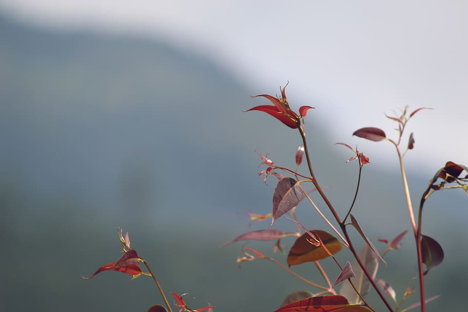 india, munnar, leaves, tree, plant, beauty in nature, growth HD wallpaper