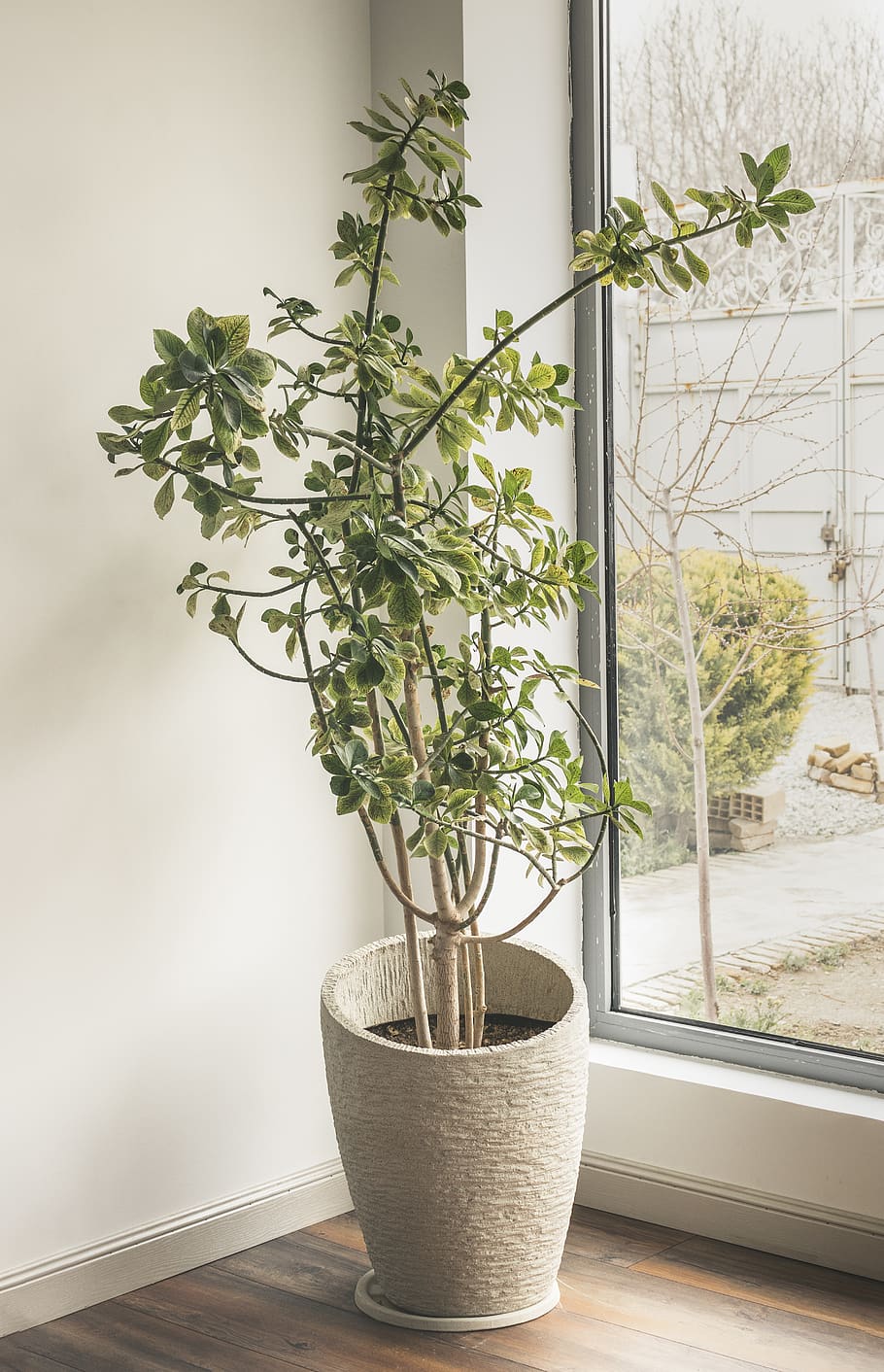 green-leafed plant, potted plant, growth, window, nature, indoors HD wallpaper