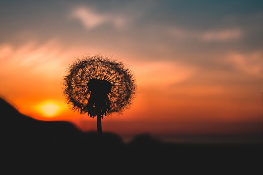 Silhouette Photo of Dandelion, backlit, bright, light, sun, sunset HD wallpaper