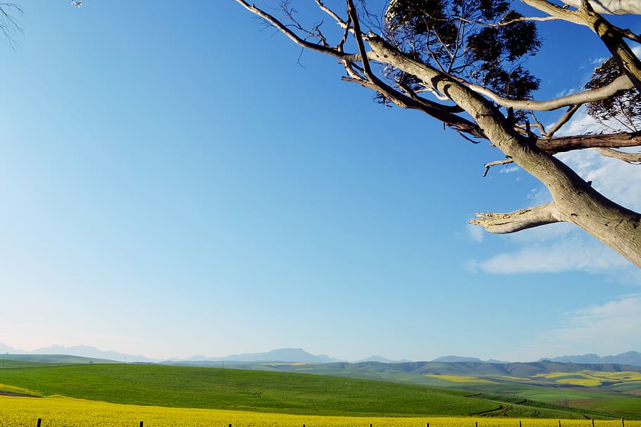 trees, nature, caledon, south africa, landscape, sky, plant, HD wallpaper