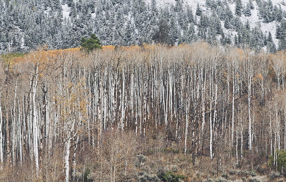 trees, wild, mountain, snow, winters, wood, rocks, plant, land HD wallpaper