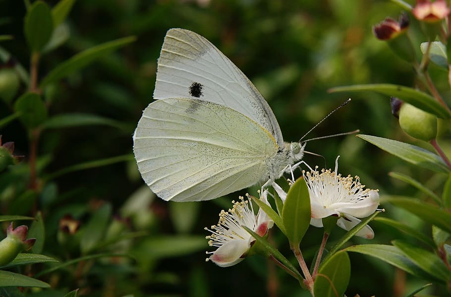 insect, butterfly, wing, white, invertebrate, animal wing, butterfly - insect HD wallpaper
