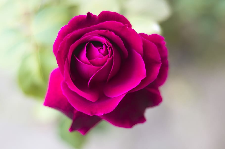 flower, rose, flowering plant, beauty in nature, rose - flower HD wallpaper