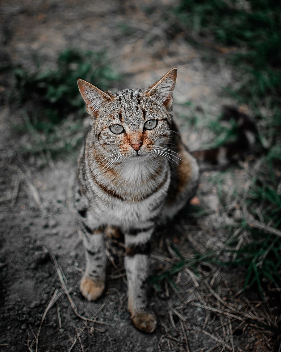 Selective Focus Photography of Brown Tabby Cat, adorable, animal