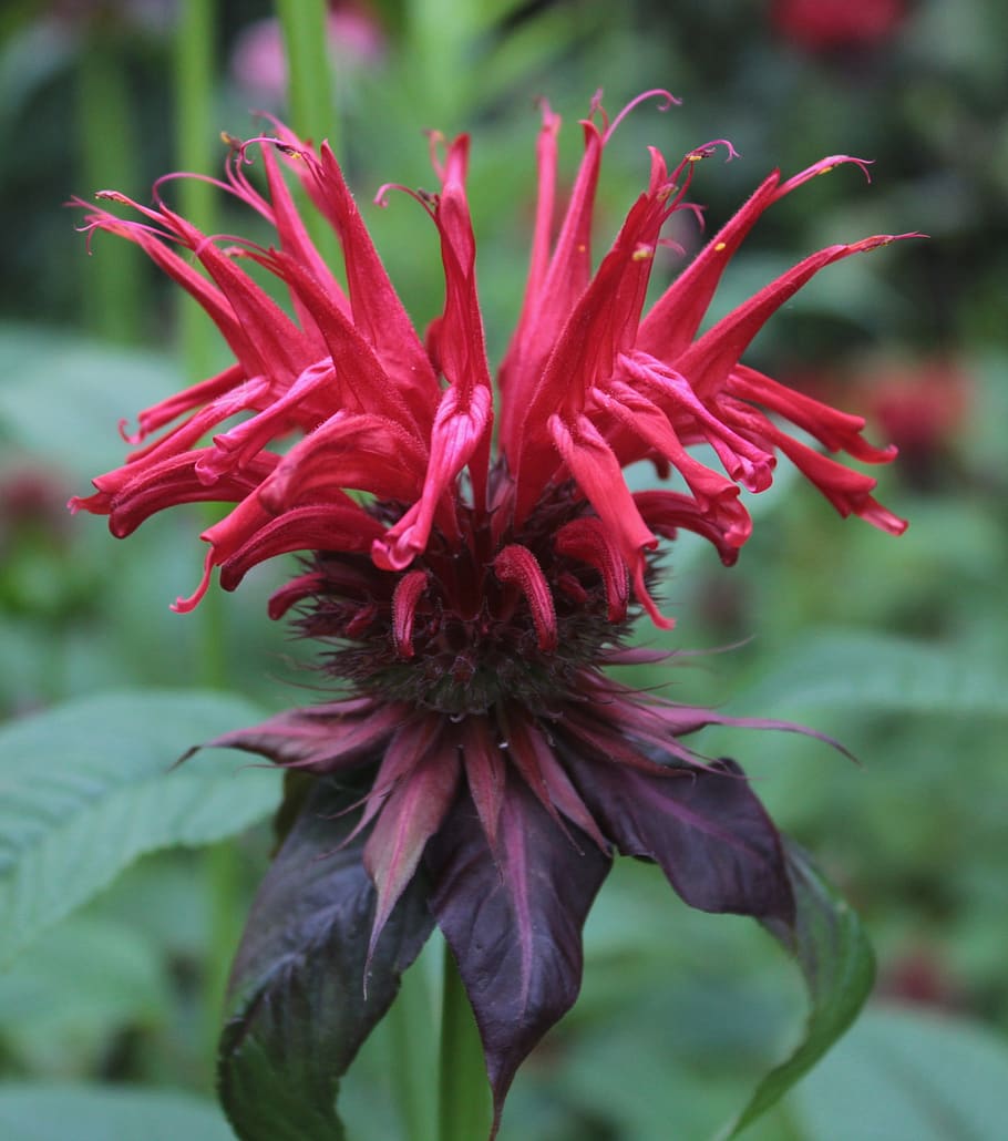 monarda, garden, red, summer, bloom, flower garden, flowering plant HD wallpaper