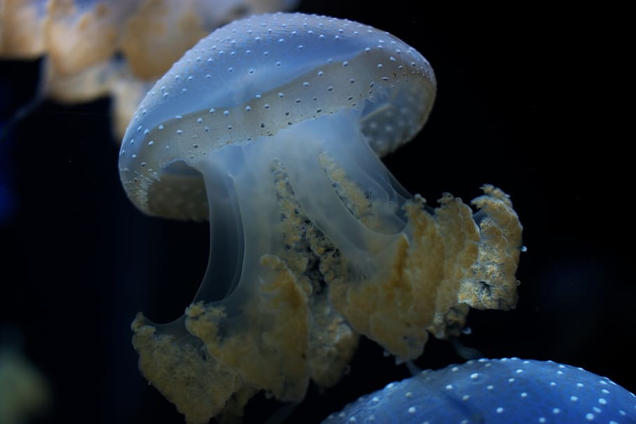 sea life, animal, fungus, invertebrate, jellyfish, sea anemone, HD wallpaper