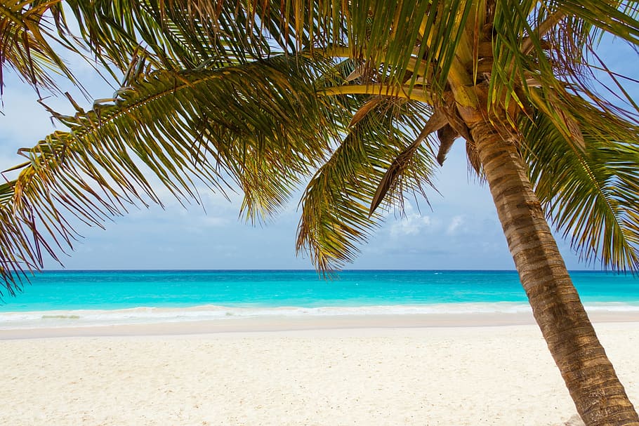 view, beach, shore, seashore, nature, ocean, blue, land, tropical climate HD wallpaper