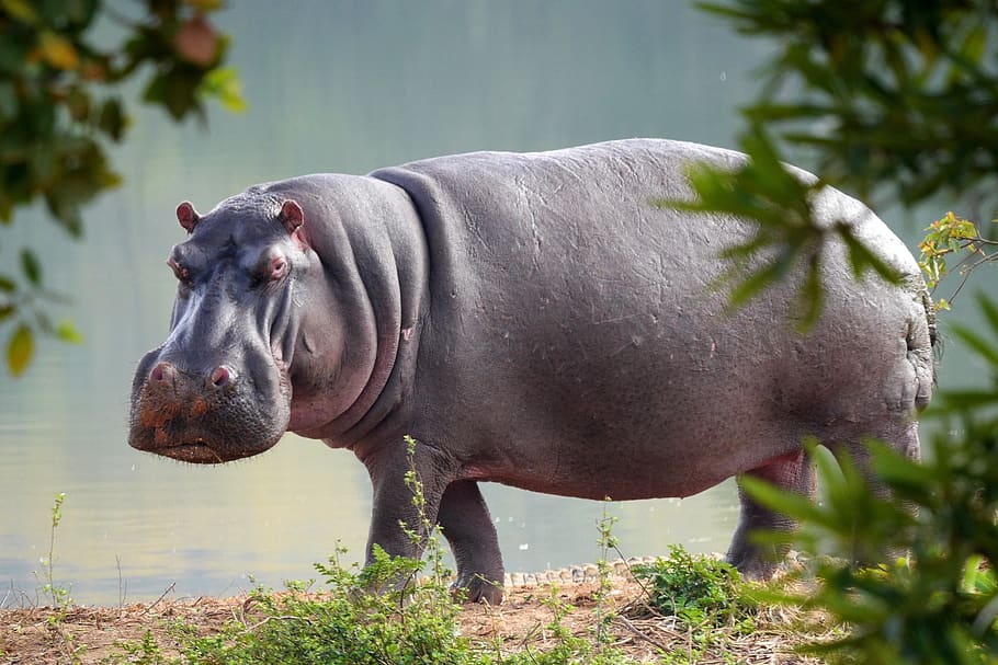 hippo, nature, animal world, safari, africa, hippopotamus, water, HD wallpaper
