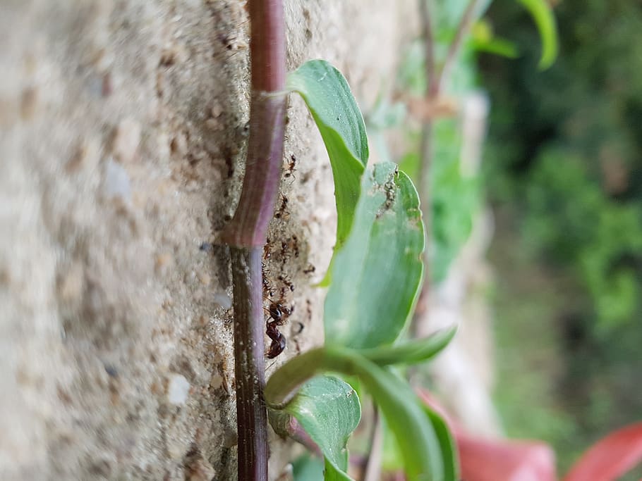 plant, growth, close-up, day, green color, no people, selective focus HD wallpaper