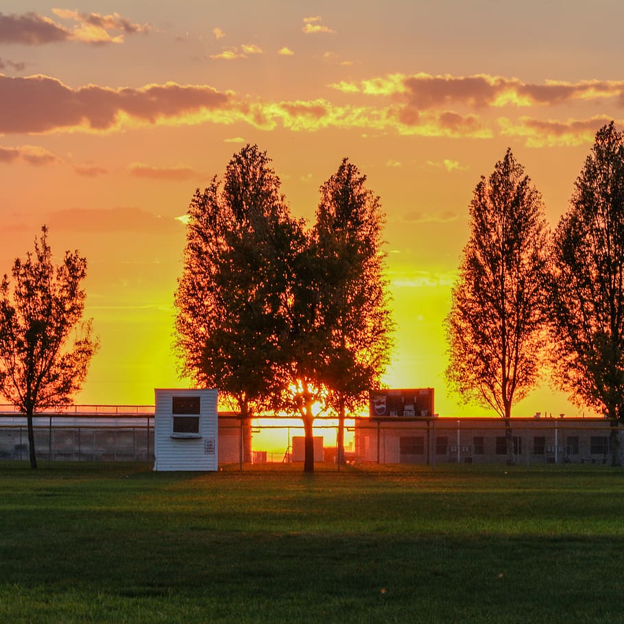sunset, square, yellow, trees, grass, plant, sky, orange color HD wallpaper