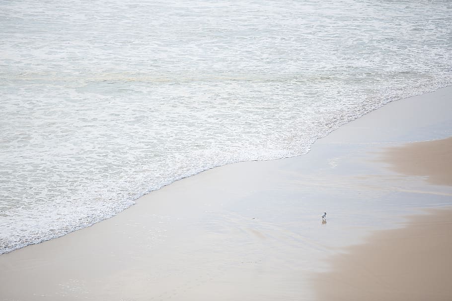 dog, beach, above, ocean, australia, queensland, relax, relaxed HD wallpaper