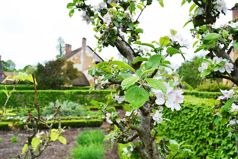 france, plant, growth, flowering plant, freshness, leaf, plant part HD wallpaper