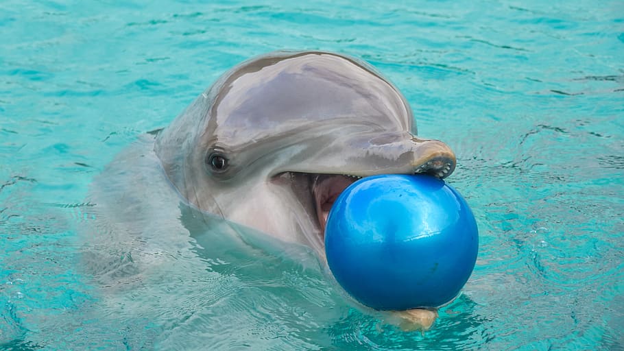 dolphin, ball, play, happy, water, marine mammal, cetacean, HD wallpaper