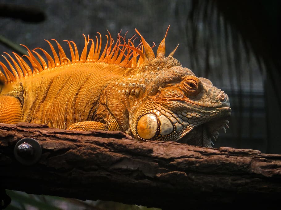 iguana, wild, animal, nature, jungle, park, zoo, reptile, lizard HD wallpaper
