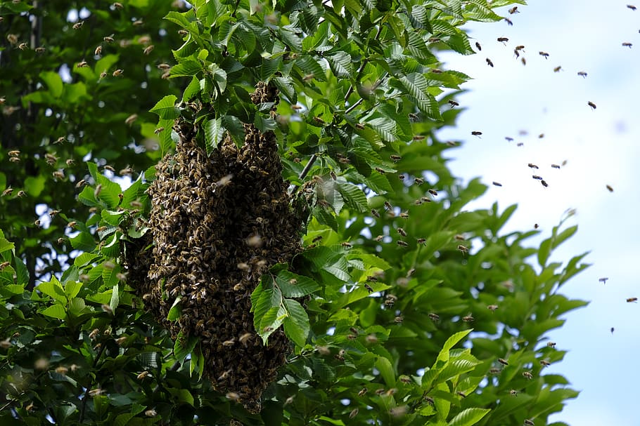 insect, bees, wild bees, hive, honey bees, nature, plant, leaf