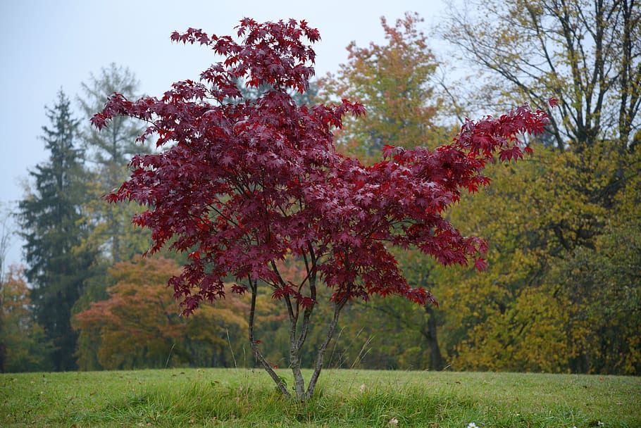 isolated tree, tree red, fall color, leaves, nature, autumn HD wallpaper