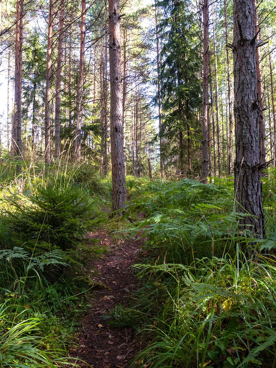 finland, turku, trees, green, summer, forest, plant, trunk, HD wallpaper