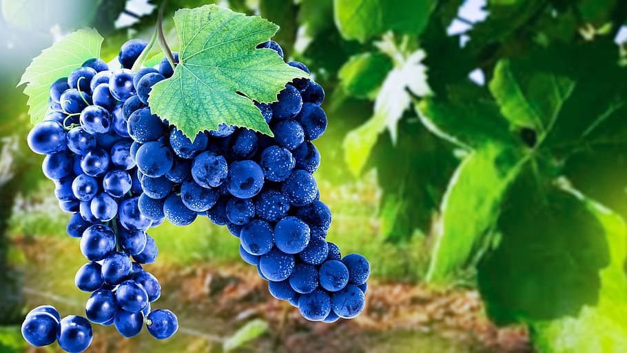 grapes, sunbeam, fruit, vines, rebstock, wine, fructose, sweet, HD wallpaper