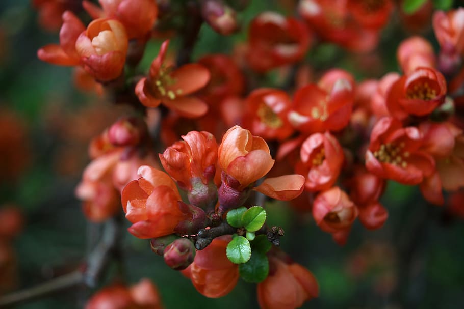 spring, the buds, flowers, the petals, plant, growth, freshness HD wallpaper