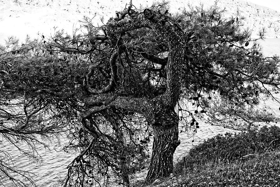 pine tree detail, black, white, monochromatic, flora, ancient HD wallpaper