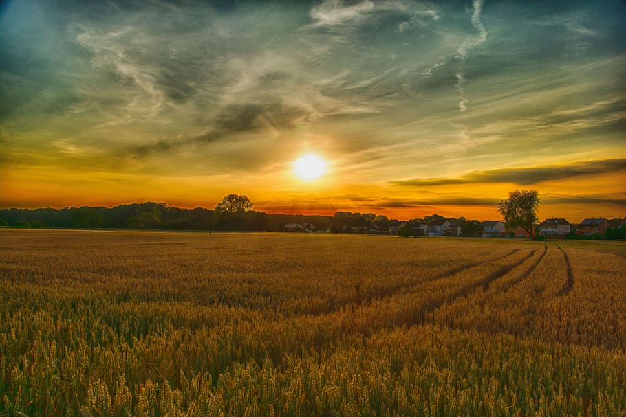 hagenbach, fields, summer, hdr, sunset, beautiful, panorama HD wallpaper