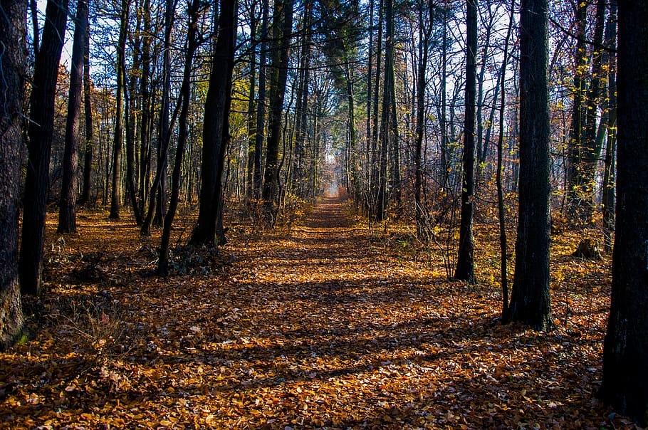 forest, autumn, tree, foliage, landscape, nature, forests, in the fall HD wallpaper