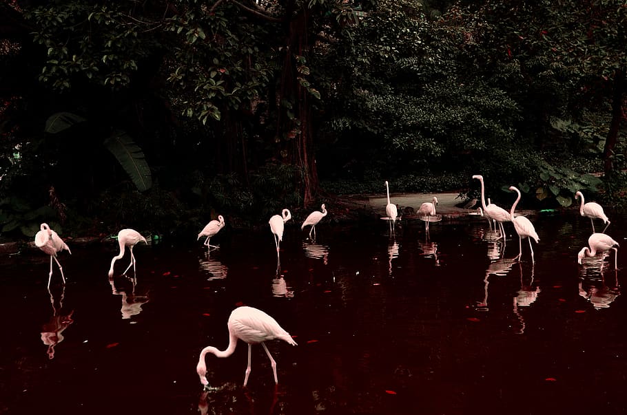 jungle, forest, water, animals, birds, guangzhou, china, claret HD wallpaper