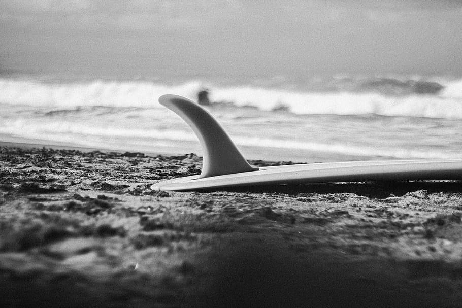white surfboard on seashore, water, animal themes, animal wildlife HD wallpaper