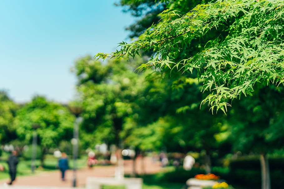 green leafed tree, plant, grass, human, person, outdoors, park HD wallpaper