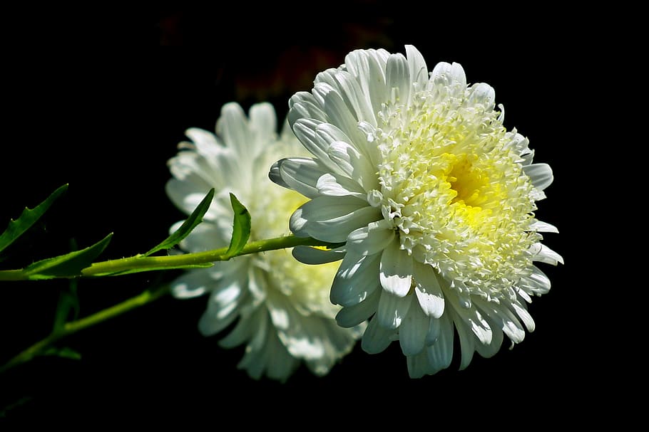 flower, aster, white, nature, garden, summer, the petals, closeup HD wallpaper