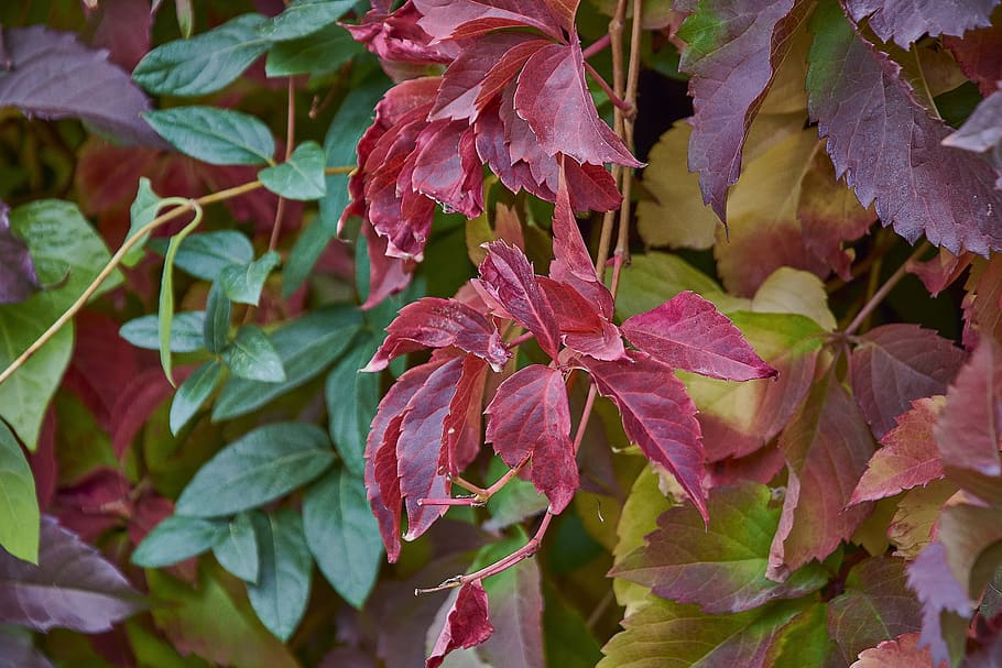 autumn, red, forest, leaves, nature, green, plant part, leaf HD wallpaper