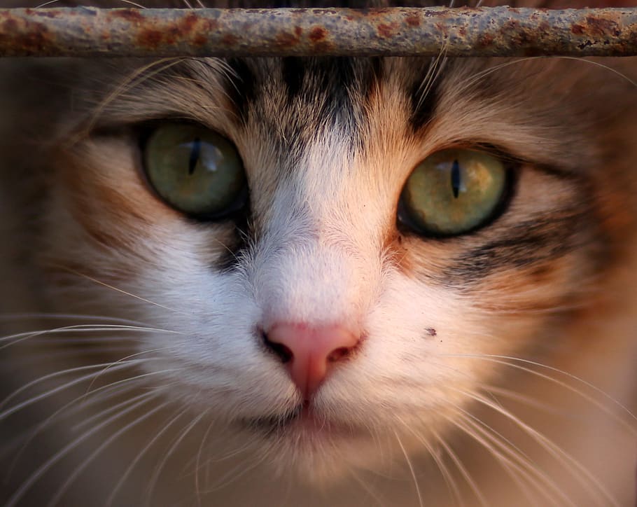 cat, coloring, pet, about, domestic, pets, mammal, animal themes HD wallpaper