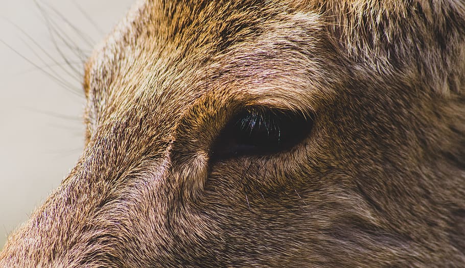 short-coated tan dog, animal, mammal, hound, pet, canine, snout HD wallpaper