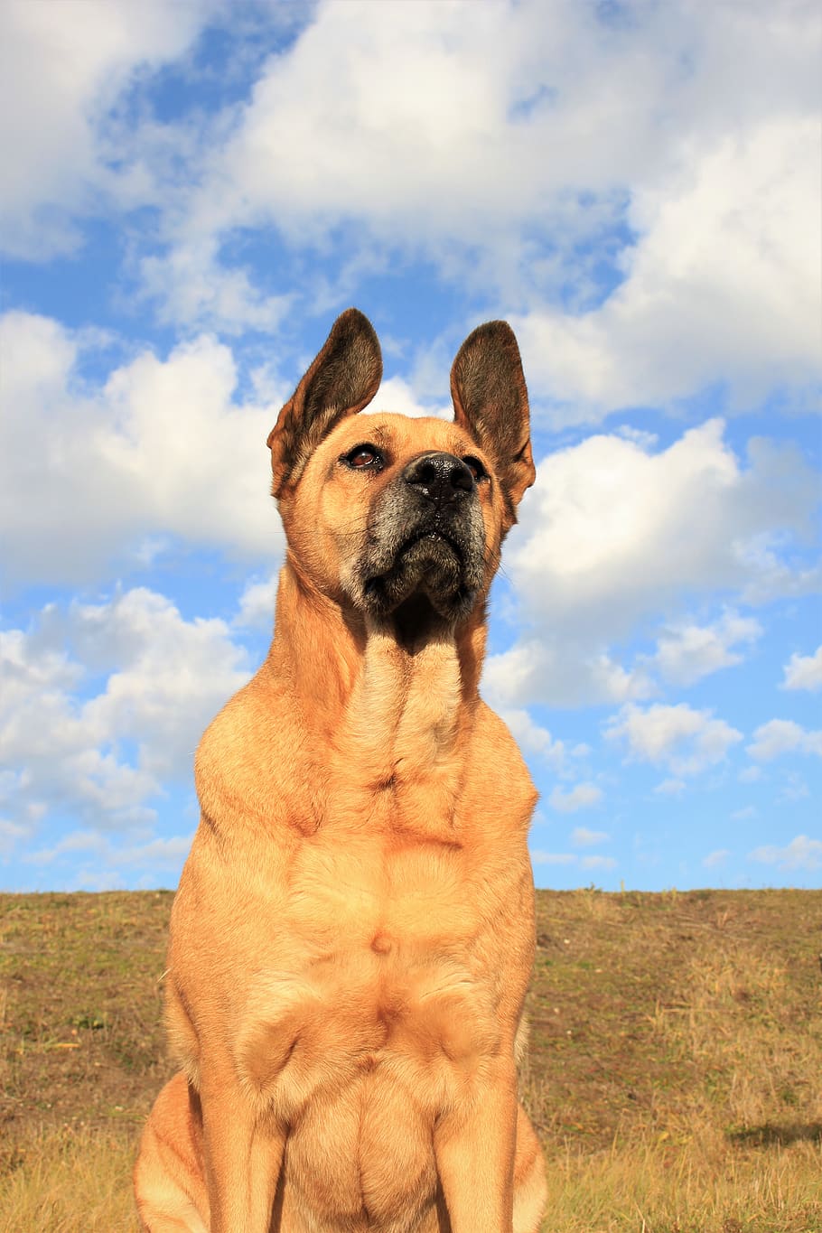 sunny, dog, one animal, cloud - sky, canine, mammal, domestic animals HD wallpaper