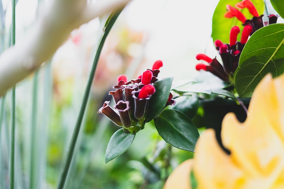 #screensaver, #background, #desktop, #leaf, #colorful, #plants HD wallpaper