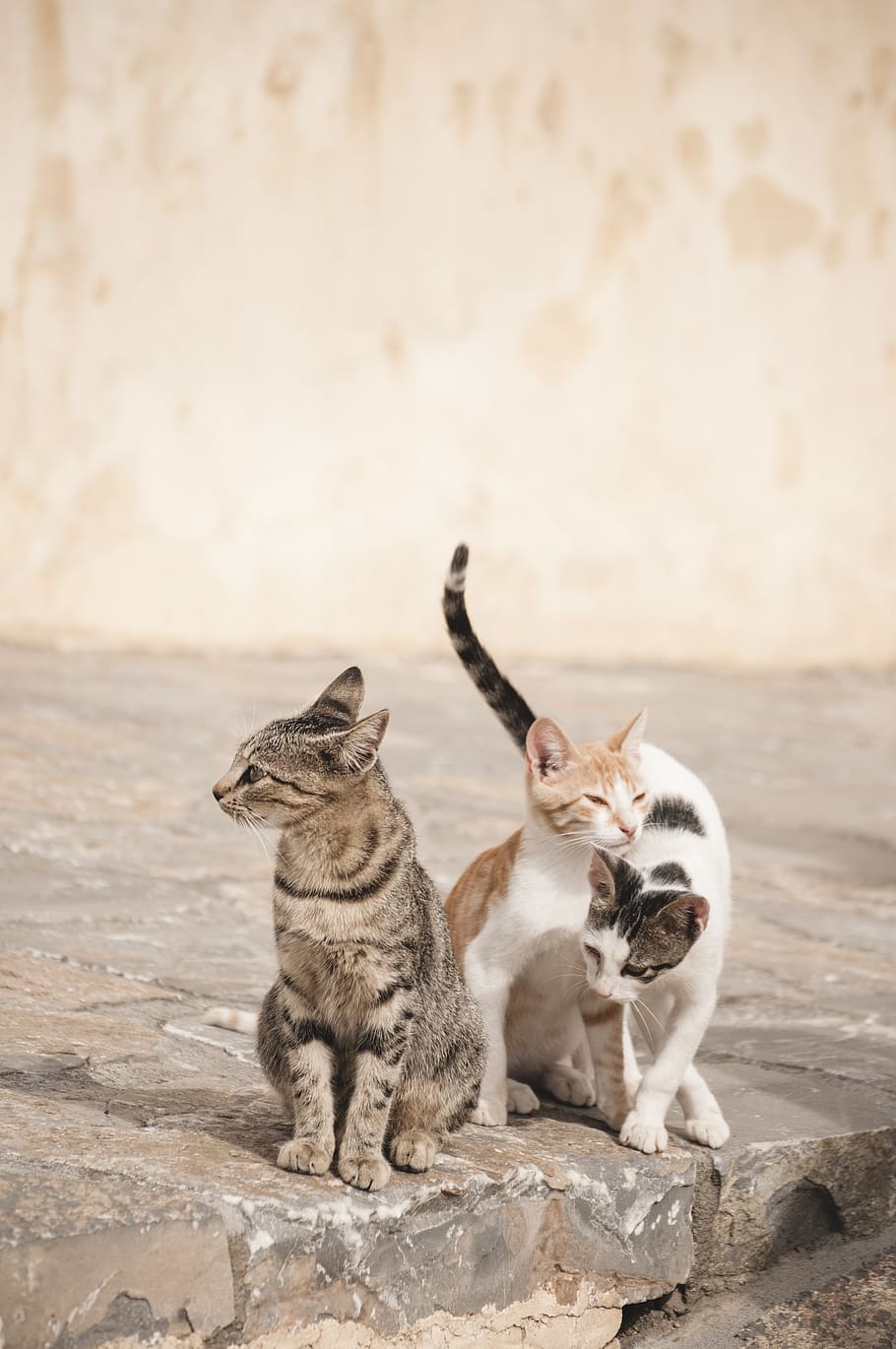 three cats beside road, mammal, animal themes, domestic animals HD wallpaper