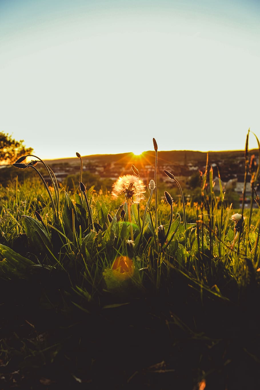 flower, flowers, dandelion, sun, sunset, golden hour, field, HD wallpaper