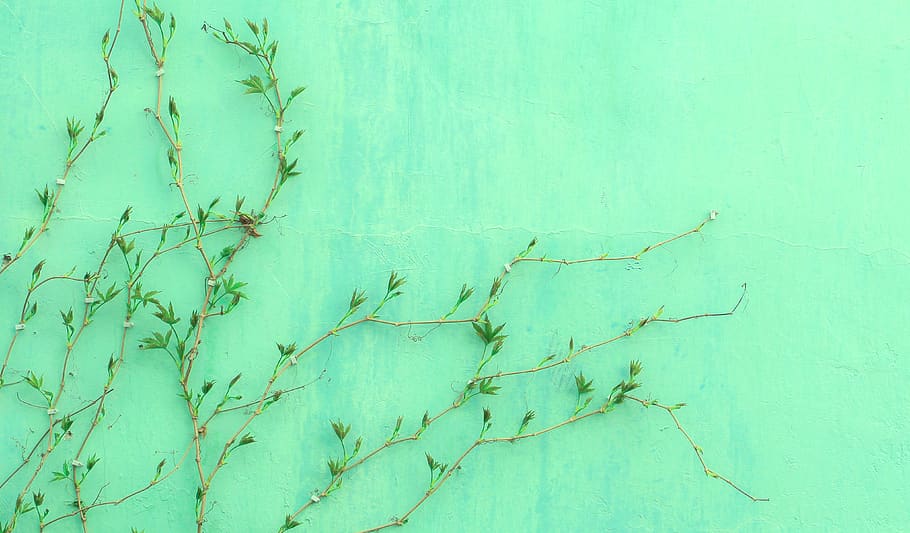 green-leafed plant, textured, backgrounds, green color, blue HD wallpaper