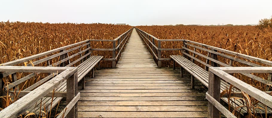spring lake, web, boardwalk, mood, landscape, railing, idyllic HD wallpaper