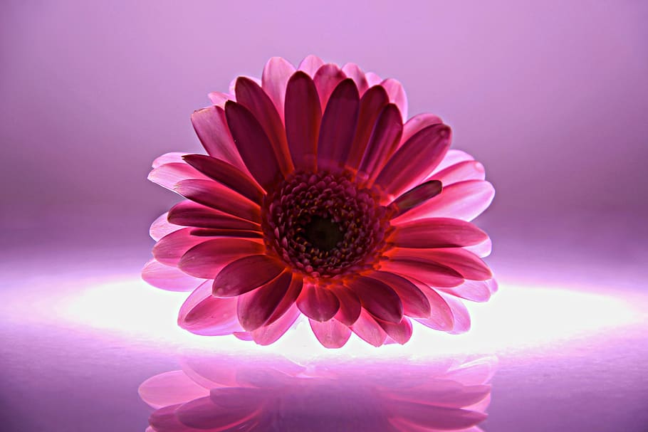 gerbera, lit up, purple, light, macro, violet, blossom, bloom HD wallpaper