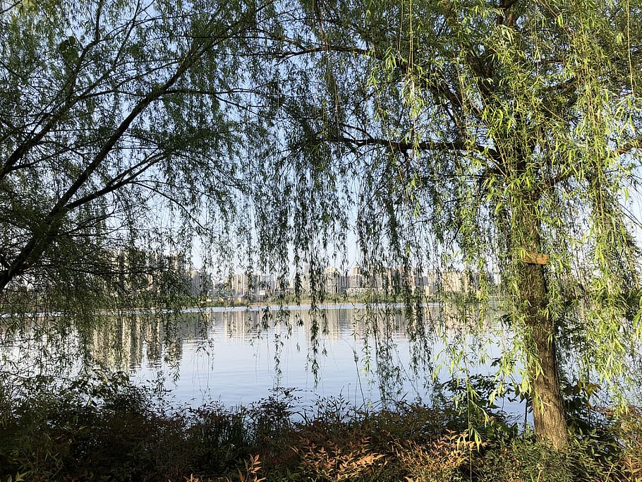 垂柳, 公园, changsha, tree, water, plant, reflection, lake HD wallpaper
