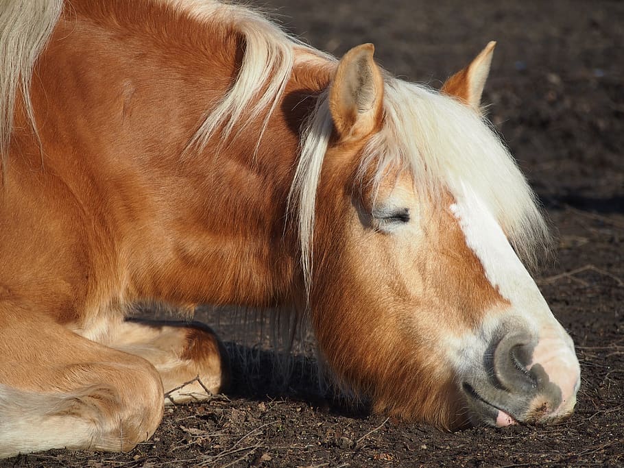 haflinger, sleep, rest, satisfaction, smile, animal themes HD wallpaper