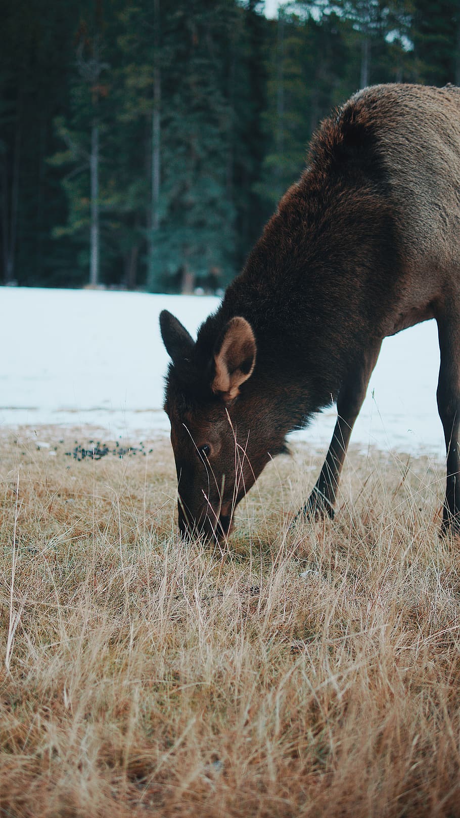 black animal on brown feild, alberta, canada, mammal, wildlife HD wallpaper