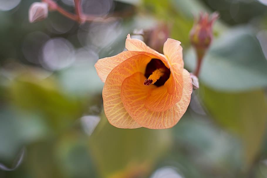 Yellow and Black Flower, beautiful, bloom, blooming, blur, branch HD wallpaper