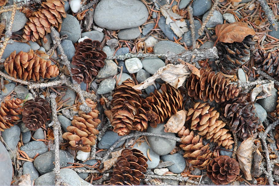 pinecone, rocks, forest, nature, no people, high angle view HD wallpaper
