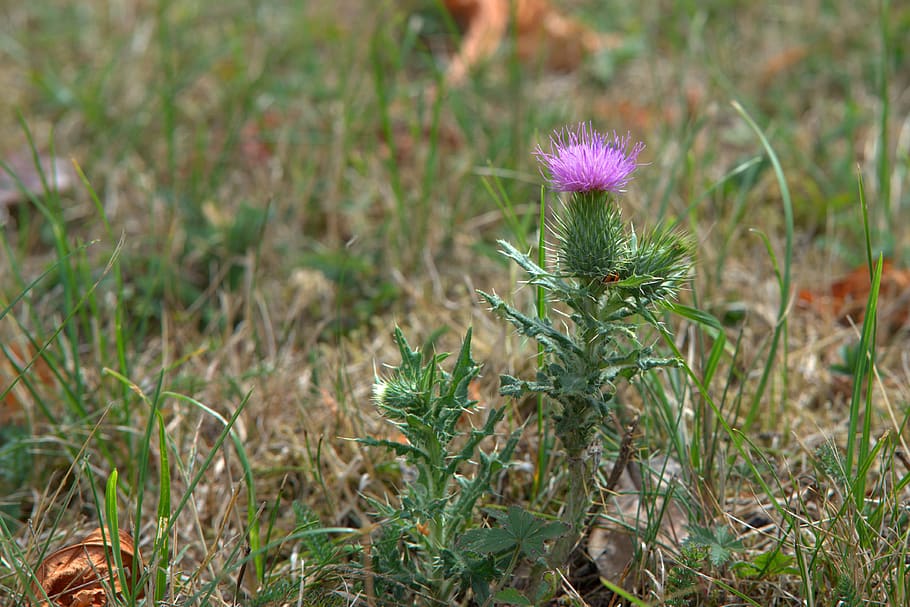 thistle, flower, meadow, grass, summer, nature, plant, flora HD wallpaper