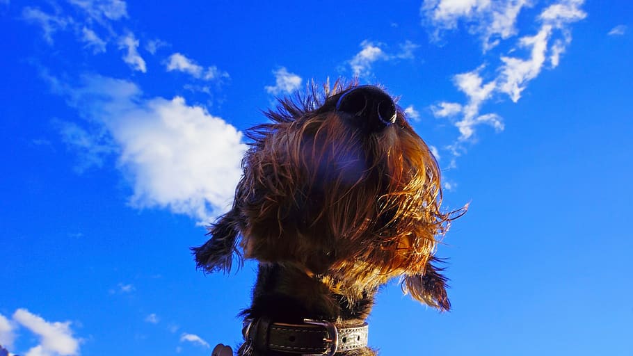 sky, cloud - sky, hair, blue, nature, one person, hairstyle HD wallpaper