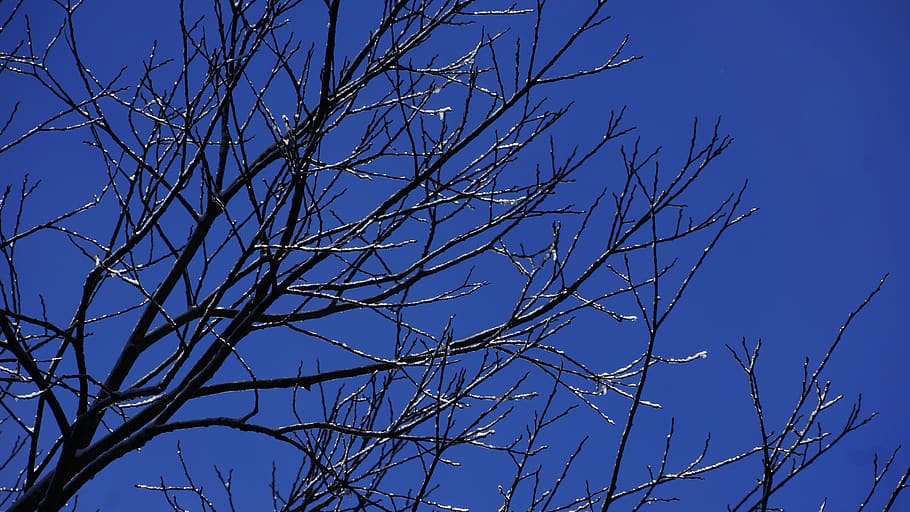 austria, seefeld, sky, tree, branch, bare tree, low angle view HD wallpaper