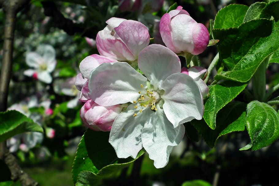 flower, apple, tree, branch, spring, white, garden, foliage HD wallpaper