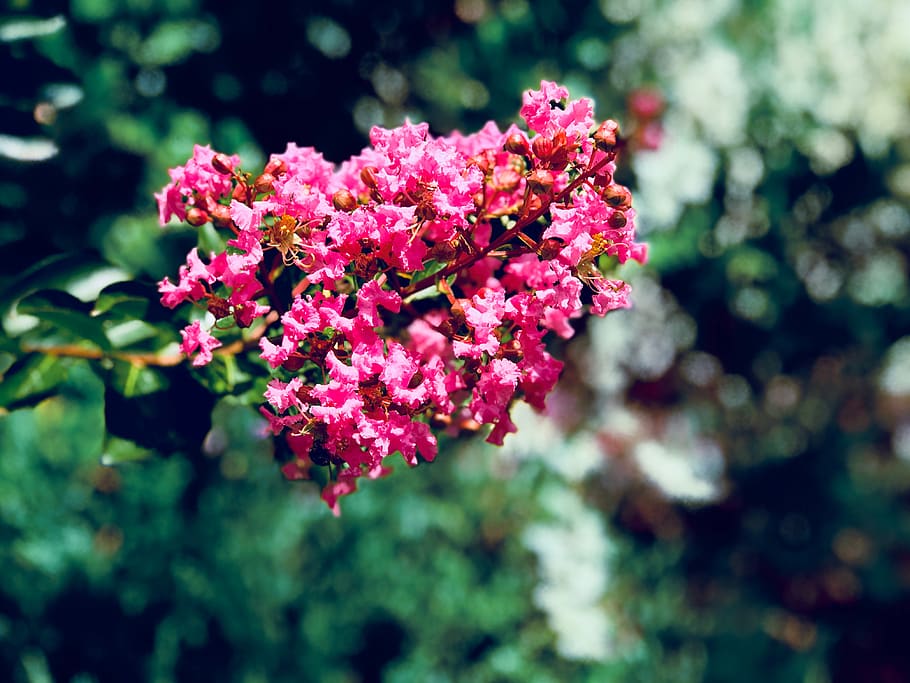 flower, pink, green, flowering plant, beauty in nature, fragility HD wallpaper